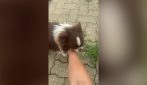 Cane Cicci salvato a Torino