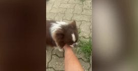 Cane Cicci salvato a Torino