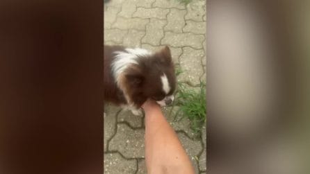 Cane Cicci salvato a Torino