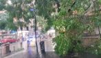 Maltempo a Napoli, albero caduto in via Guantai Nuovi in pieno giorno
