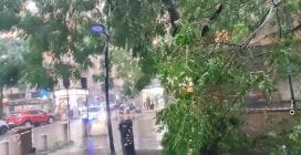 Maltempo a Napoli, albero caduto in via Guantai Nuovi in pieno giorno