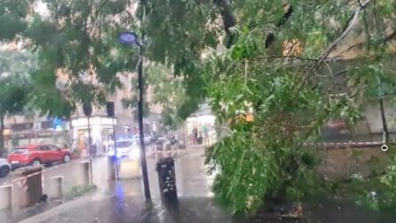 Maltempo a Napoli, albero caduto in via Guantai Nuovi in pieno giorno