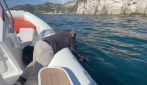 Video Recupero in mare di un grifone