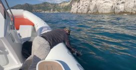 Video Recupero in mare di un grifone