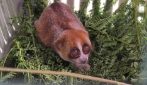 RW_Bangka_Slow_Loris_Footage