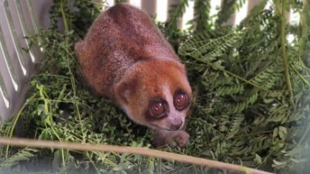 RW_Bangka_Slow_Loris_Footage