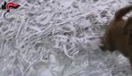 Cuccioli gravemente malati venduti come cani di razza, molti morivano dopo pochi giorni