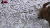 Cuccioli gravemente malati venduti come cani di razza, molti morivano dopo pochi giorni
