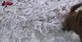Cuccioli gravemente malati venduti come cani di razza, molti morivano dopo pochi giorni