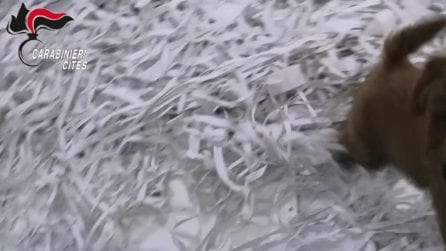 Cuccioli gravemente malati venduti come cani di razza, molti morivano dopo pochi giorni
